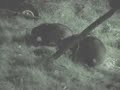 Fox, Badgers and the dog chase.