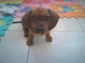 sophie home video 2