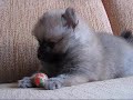 Search Video