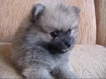 Search Video