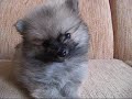 Search Video