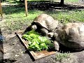 Feeding Time Tortoise Eating a Lettuce