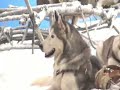 Huskies shooting a commercial