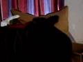 videos de My Porkie