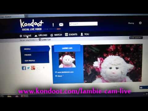 kondoot - Lambie Cam LIVE! Coming sooon! Be sure to subscribe! Otherwise, stalk me at: MY WEBSITE: http://www.LambieCam.com LAMBIE'S STORE: http://www.cafepress.com/La...
