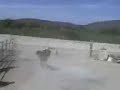 las montas del siglo de los mas mollos de tilingo