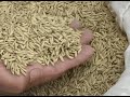 Establishing a modified mat nursery for rice