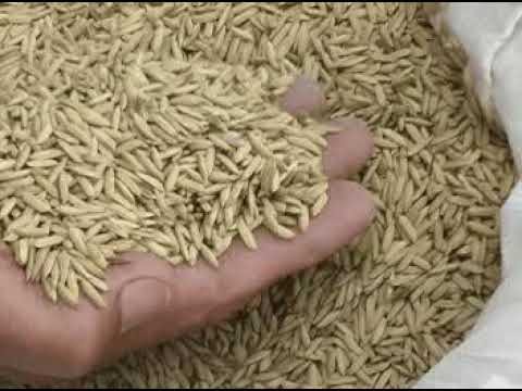 how to grow rice