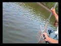 Robalo 14kg - Wallace