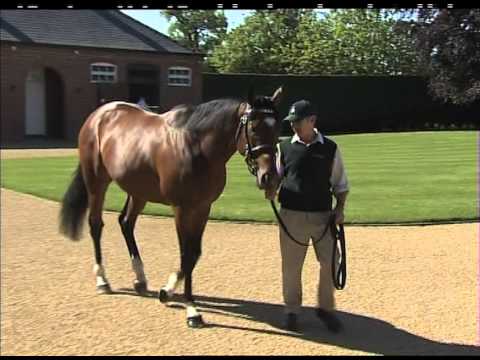 frankel - Brett Williams goes to Banstead Manor to meet the world's greatest racehorse, Frankel, who is enjoying his new career at stud.