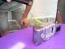 Praying mantis