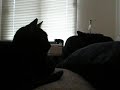 Taunted by the Laser Pointer