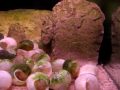 Лампа Sylvania Grolux 58Вт :: Рыбки - neolamprologus multifasciatus. Свет - Sylvania Grolux 58Вт