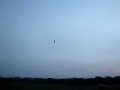 YellowBee in the wind
