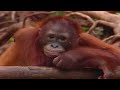 This short film has been made by The Wildlifelines Foundation to support the fantastic work of Willie Smits. For more information please visit www.wildlilfelines.org and www.masarang.org NB: www.masarang.nl (as listed in the video clip) will be online soon. For the meantime please visit www.masarang.org