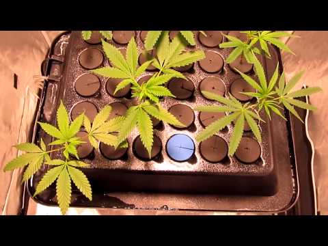 how to transplant from ez cloner