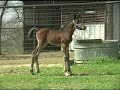 7 day old Arabian colt meets the fillys for the first time 7 day old Arabian colt meets the fillys for the first time