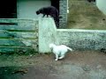 BULLDOG ANGLAIS ET CHARTREUX EN BALLADE