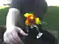 Leo takes a bath outside Leo takes a bath outside