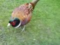 Pheasant eats grain from hand Pheasant eats grain from hand