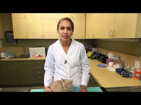 how to know kittens gender