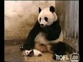 panda niest und erschreckt sich^^