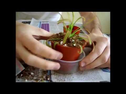 how to transplant a venus flytrap plant