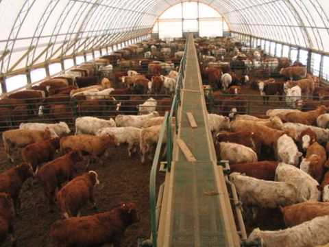 Britespan Building Systems Inc. - Beef Buildings