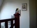 Penguin Destruction Penguin Destruction