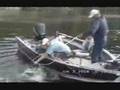 Lake sturgeon caught