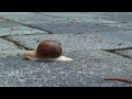 snail