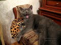 Gatos Heavys