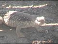 Desert Iguanas Courting in the Wild
