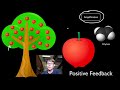 Positive and Negative Feedback Loops - YouTube