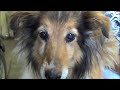 Hearts United for Animals Nebraska Rescue Part 1
