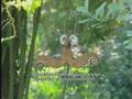videos de Le jardin de Pierrette - FR3