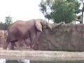 Elephant Boner