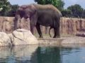 Elephant Boner Elephant Boner