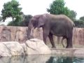 Elephant Boner