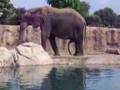 Elephant Boner