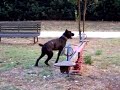 cane corso salto in alto