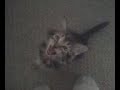 Talking Cat Won't Stop Screaming...