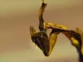 Geister Mantis weiblich (phyllocrania paradoxa)