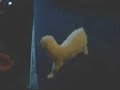 Dolomite Ferret Rolls Over Cute Animal Pet Trick