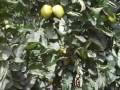 tomates en los Mochis