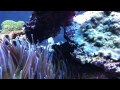 Click here to watch this video A fish's day