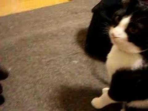 【猫/Cat】ごはんほしいの。Youtube(ユーチューブ・ゆーちゅーぶ)・Dailymotion動画
