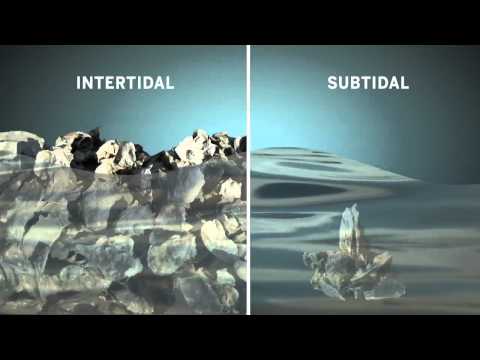 how to collect oysters