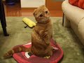 こまはソファの上で寝るのが大好き♪この日もソファを使おうとしたら、先客が！！？ソファを覗き込んで待っているうちにいつの間にか2足立ちをしちゃってました（笑）**************************すみません、この動画は12月26日にアップした動画を再編集したものです。編集前の動画は削除済みです。(Sorry!This video that had improved on December 26 was edited again.)