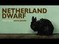 Netherland Dwarf